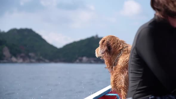 Slow motion of a golden retriever dog with life jacket sitting on a boat while sailing in the sea