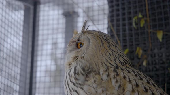 Pet Eurasian eagle owl in cage. Side view.