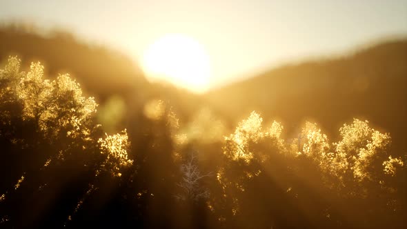 Pine Forest on Sunrise with Warm Sunbeams alt