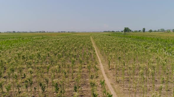 Tobacco Plantation in Indonesia