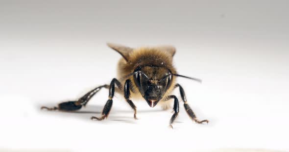 European Honey Bee, apis mellifera, Black Bee against White Background, Normandy, Real Time 4K