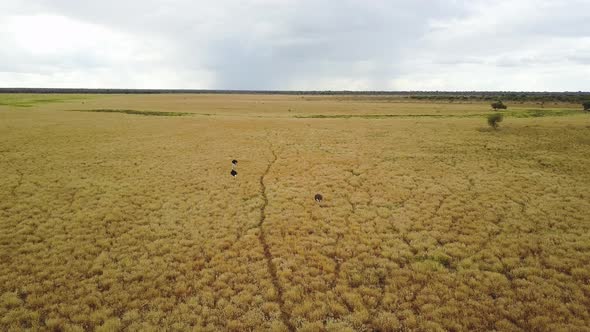 Aerial drone footage of wild ostriches walking and running in African wetlands