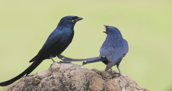 Pair of drongos sit on a rock trying to sing a duet song celebrating courtship on a monsoon morning