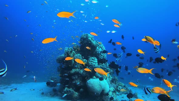 Blue Sea Water and Colourful Fish