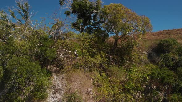 Pelican sitting in a tree on a cliff with island foliage around