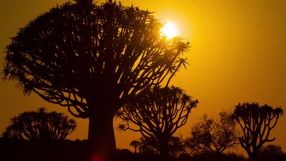 Africa Sunrise Time-Lapse Trees Dawn