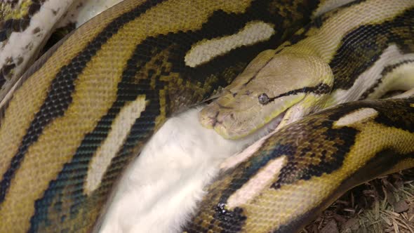 Reticulated python in captivity eating a large mammal wrapped up in powerful grip