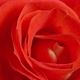 Rose Closeup - VideoHive Item for Sale