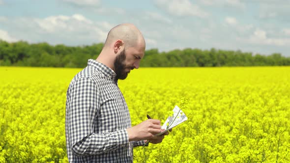 Agronomist or Farmer Examining Rapeseed Blooming Plants