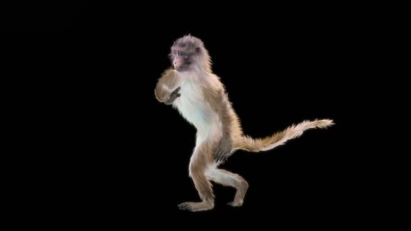 Monkey Dance HD