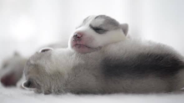 Cute Siberian Husky Puppies Sleeping4