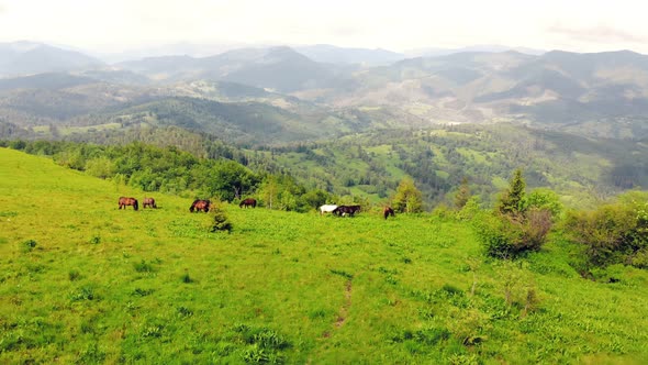 Aerial Flight Over a Meadow in the Mountains Where a Herd of Horses Graze. Beautiful Thoroughbred