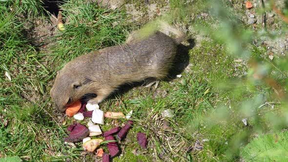 Wild Ground Squirrel foraging snacks in wilderness during sun,top view close up