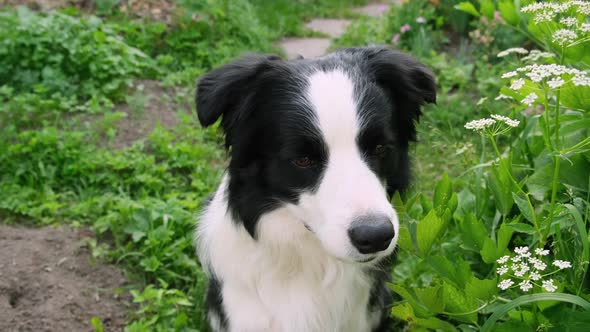 Outdoor Portrait of Cute Smiling Puppy Border Collie Sitting on Park Background