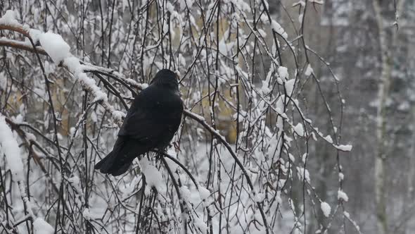 Jackdaw On A Birch Branch In The Snow.