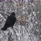 Jackdaw On A Birch Branch In The Snow. - VideoHive Item for Sale