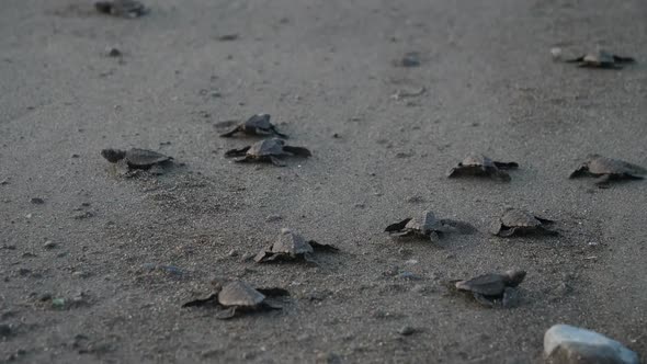 Atlantic Ridley Sea Baby Turtles Crossing the Beach