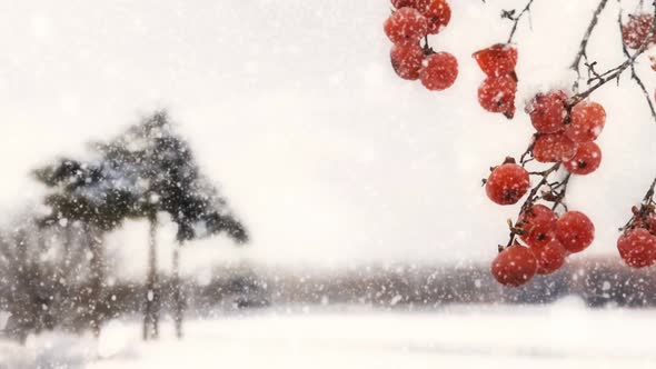 Snowy winter landscape and persimmon tree