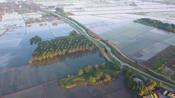 Aerial view fly over oil palm estate