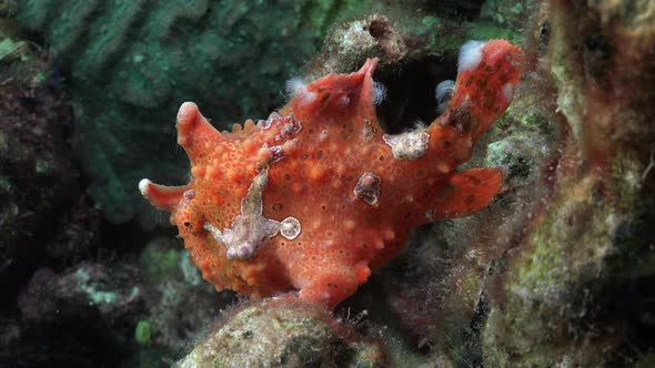 Orange warty Frogfish (Antennarius macuatus) full body view on coral reef