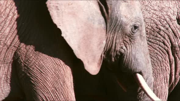 Close up of two adult African elephants showing their wrinkled skin while passing each other.