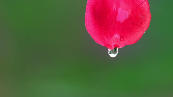 Water Drop Falling From Rose Leaf