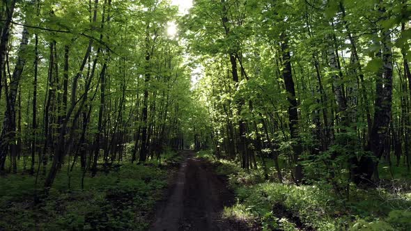 Among the green trees