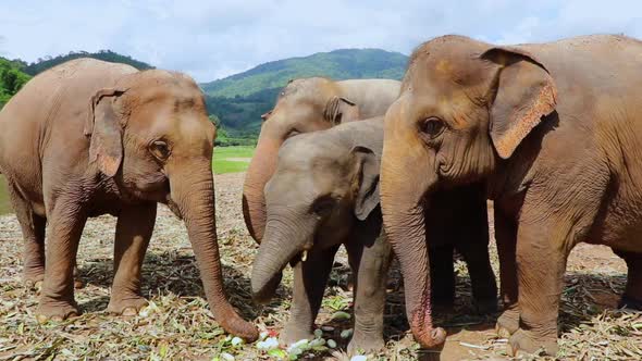 Elephant family eating together as a family.