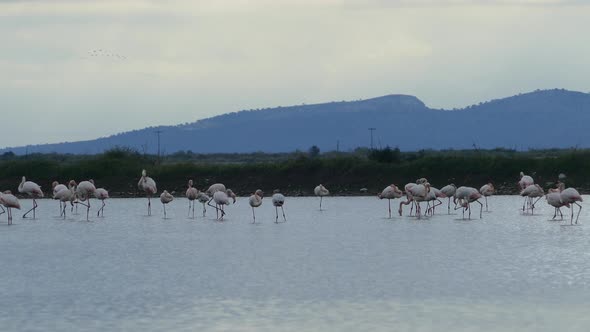 Flamingos in a lake at Ethniko Parko Limnothalasson 