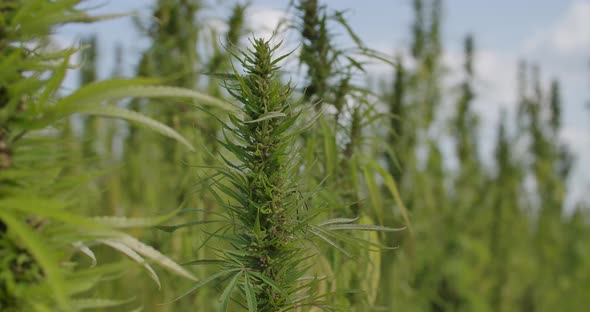 Cannabis Farm