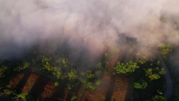 4K Aerial view of the misty sunrise in the forest.