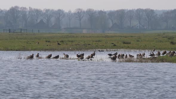 Black-tailed godwits forage in the polder of Eemnes in the Netherlands