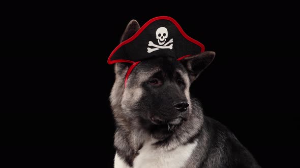 Close Up of American Akita Dog Muzzle in Studio on Black Background. On the Head of the Dog Is