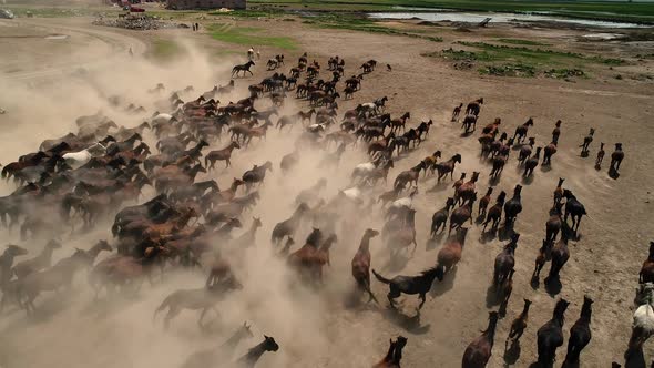 Horses Freedom