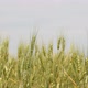 Unripe Wheat - VideoHive Item for Sale