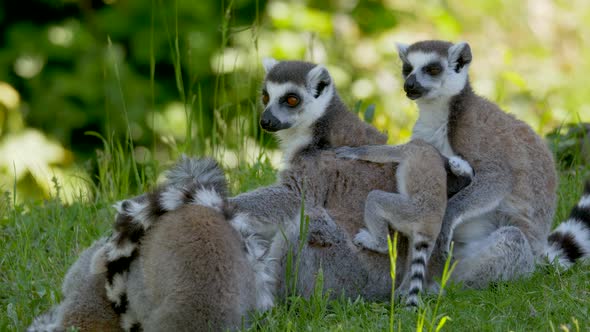 Cute lemur family with parents and kids resting on green meadow during sunlight - close up of happy