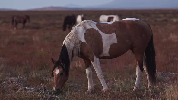 Wild horse grazing in the Utah desert at dusk