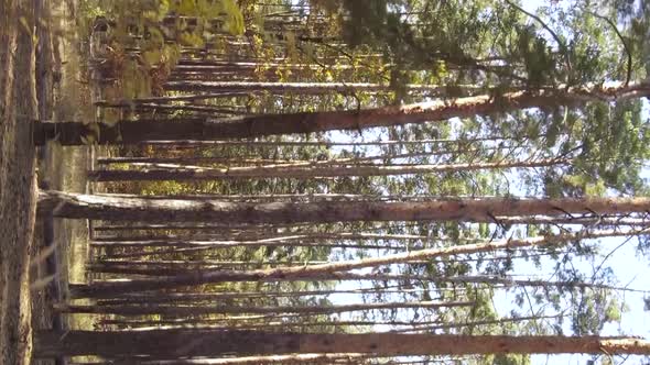 Vertical Video of a Forest with Many Trees in Autumn