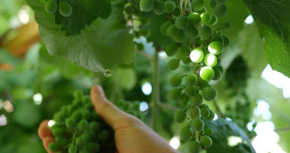The hands of a winemaker checking the grape vine to see how the crop is growing on a vineyard.