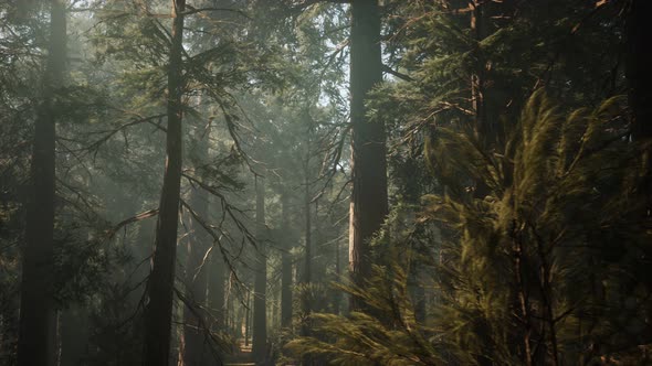 Sequoia National Park Under the Fog Mist Clouds