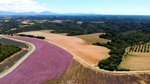 Provence Lavender Field at Sunset Valensole Plateau Provence France Blooming Lavender Fields