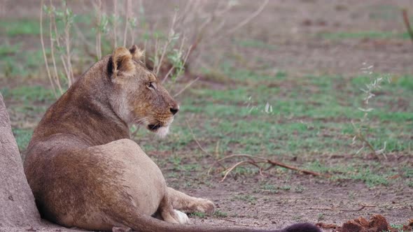 Back View Of A Lioness Lying Down At The Meadow In Nxai Pan, Botswana - Medium Shot