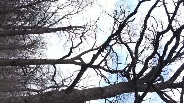 Vertical Video of the Forest with Trees Without Leaves