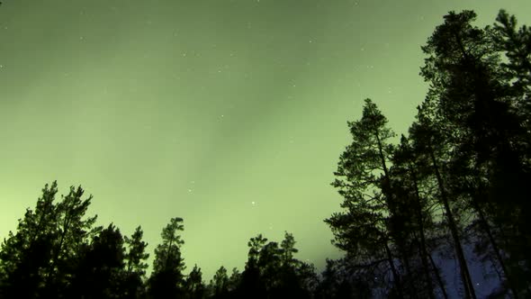 STATIC TIMELAPSE of the Northern Lights dancing over a forest clearing