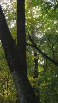 Vertical Video Trees in the Autumn Forest in the Afternoon