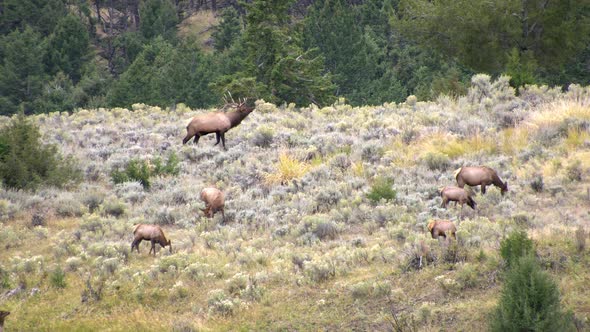 Bull and Cow elk grazing on hillside