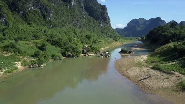 Cow Stands on Sandy Reach of River Meandering in Valley