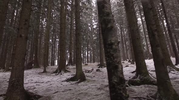 Forest Snow Trees