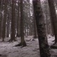 Forest Snow Trees - VideoHive Item for Sale