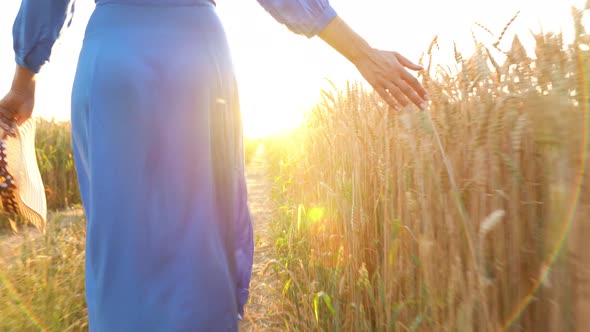 Female Hand Touching Wheat on the Field in a Sunset Light